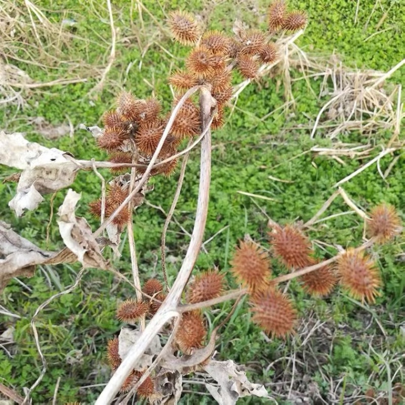中药材苍耳子货品质量保证批发各种中药材