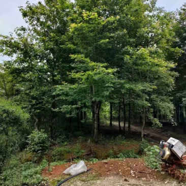 枫香，10-30公分枫香长期供应！山货地苗都有！