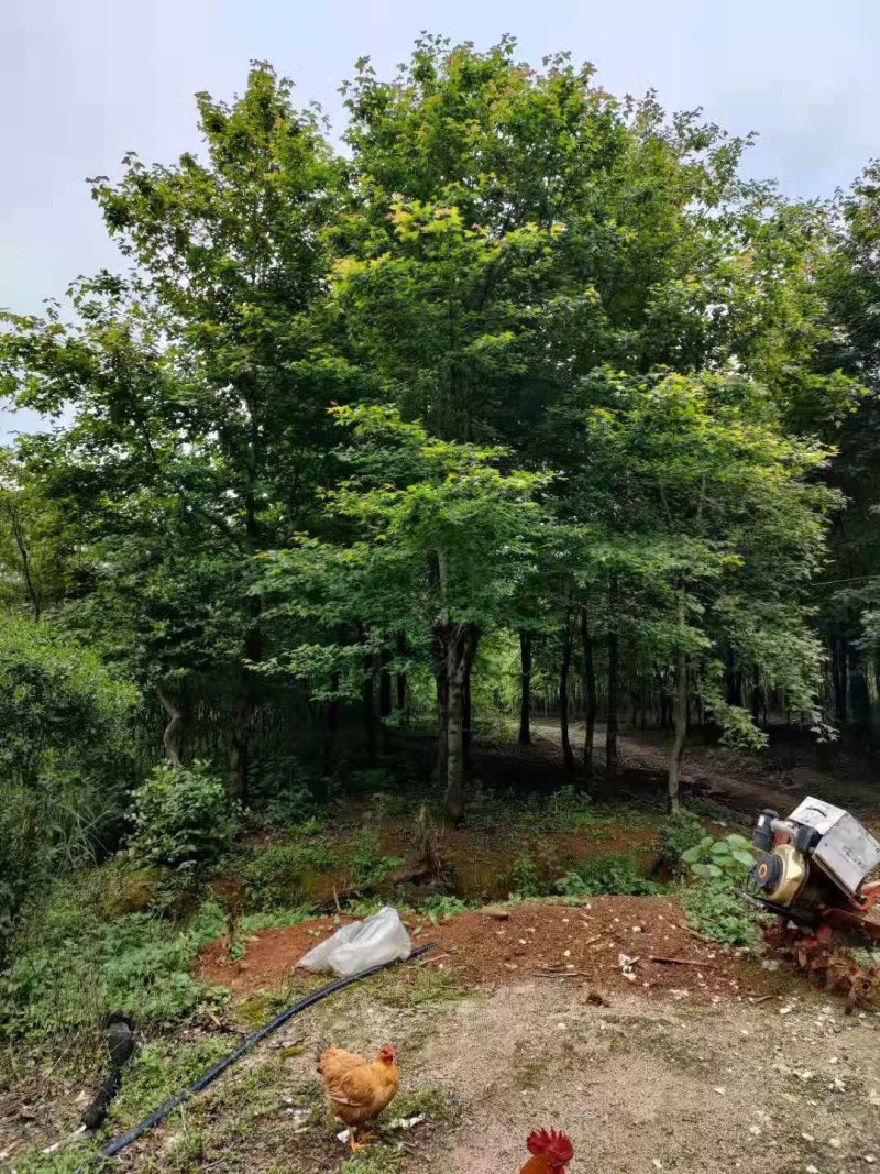 枫香，10-30公分枫香长期供应！山货地苗都有！