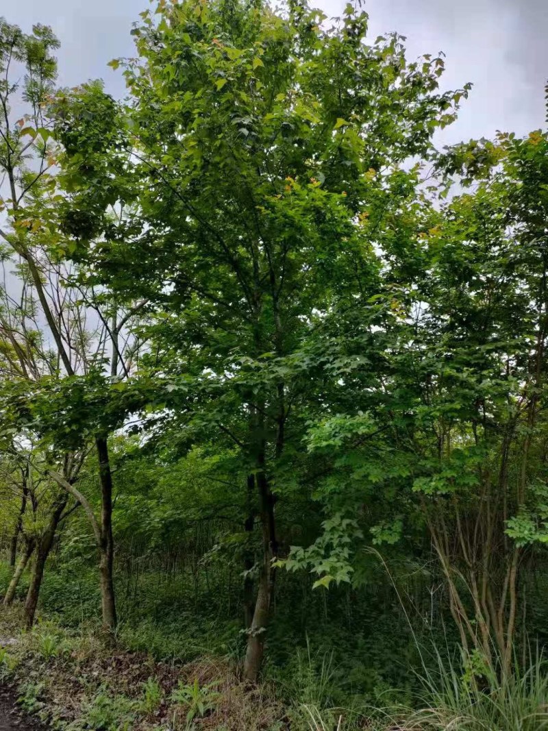 枫香，10-30公分枫香长期供应！山货地苗都有！