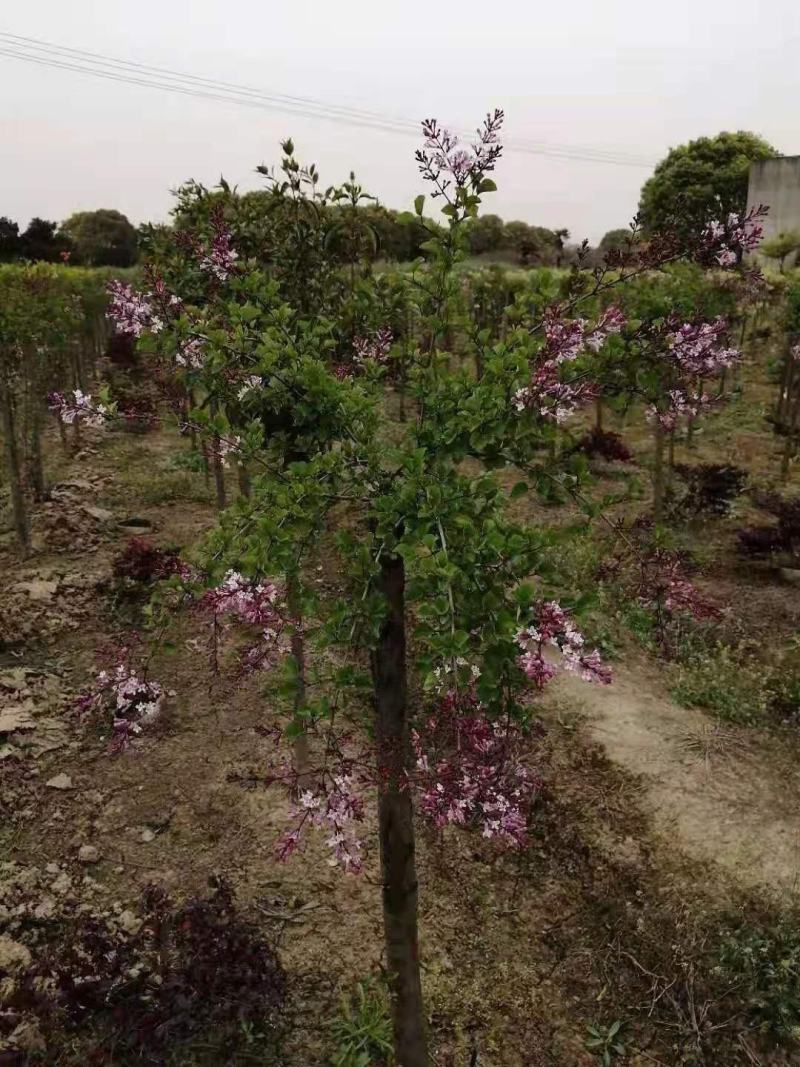黄金丁香接穗黄花丁香接穗金园丁香接穗垂枝丁香接穗