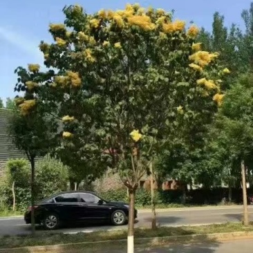 黄金丁香接穗黄花丁香接穗金园丁香接穗垂枝丁香接穗