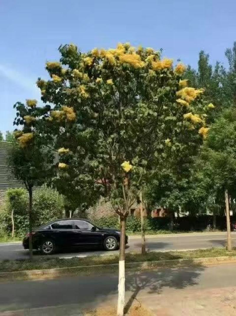 黄金丁香接穗黄花丁香接穗金园丁香接穗垂枝丁香接穗