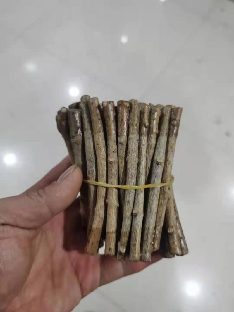 黄金丁香接穗黄花丁香接穗金园丁香接穗垂枝丁香接穗
