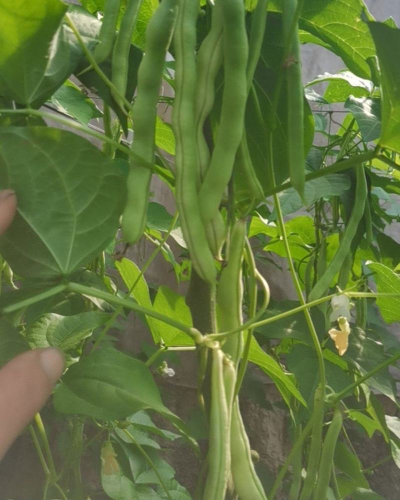 平度芸豆大量上市，有需要的老板可以下单了