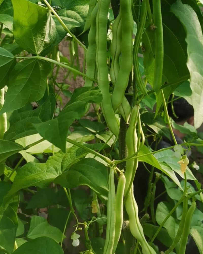 平度芸豆大量上市，有需要的老板可以下单了