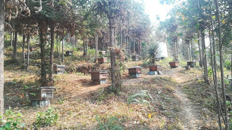 云南大山生态土蜂蜜
