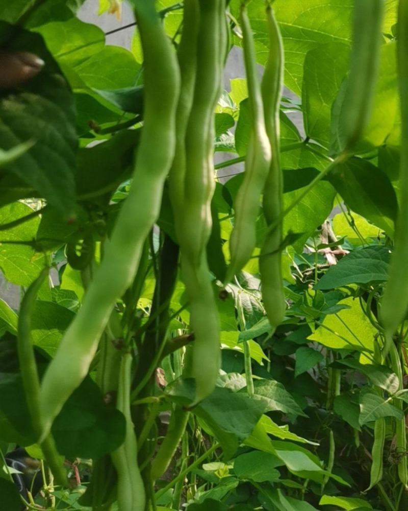 平度芸豆大量上市，有需要的老板可以下单了