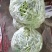 平度芸豆大量上市，有需要的老板可以下单了