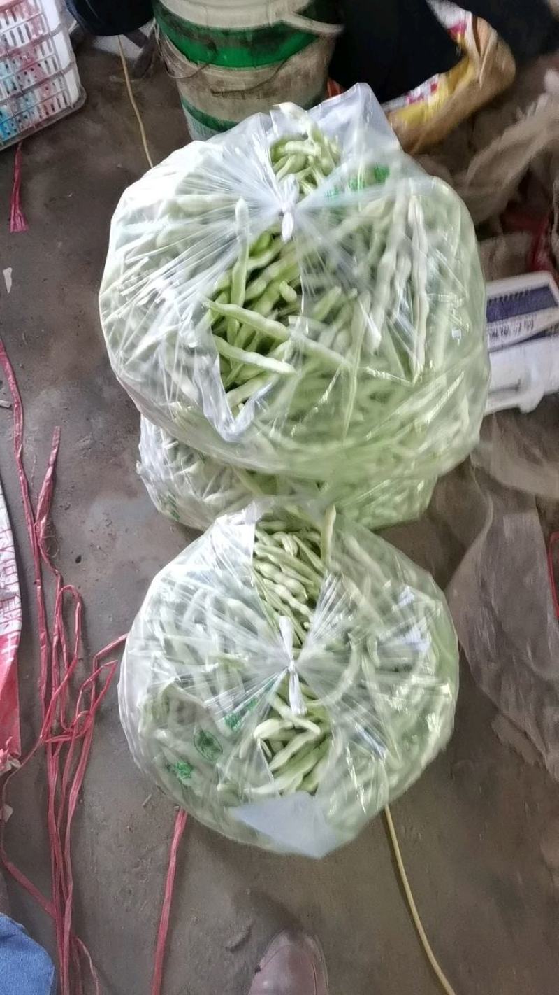 平度芸豆大量上市，有需要的老板可以下单了