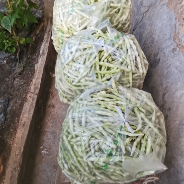 平度芸豆大量上市，有需要的老板可以下单了