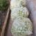 平度芸豆大量上市，有需要的老板可以下单了