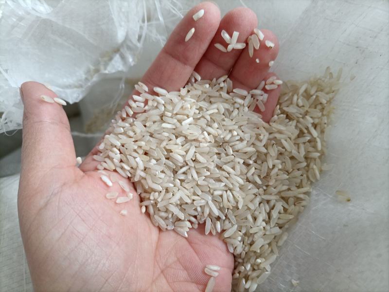 新到白净长粒香酒米靓鸡食米好色选米长粒香碎米大量现货