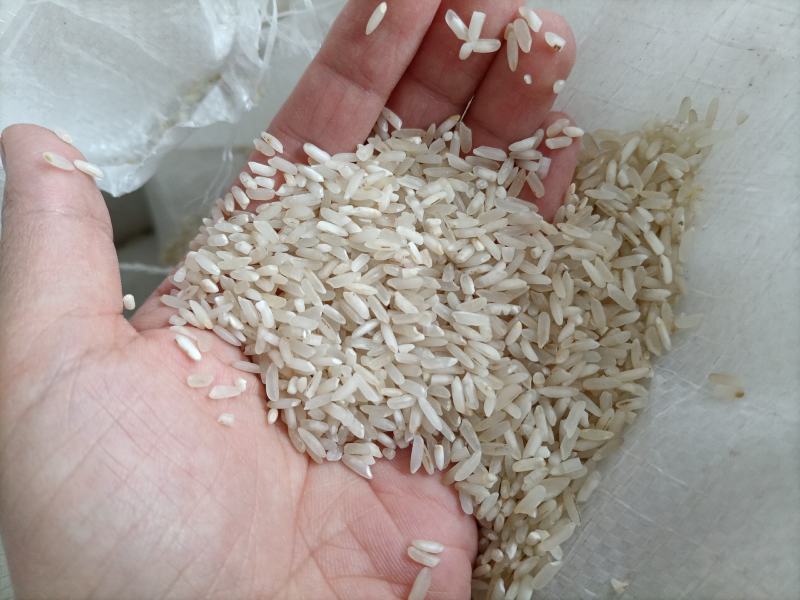新到白净长粒香酒米靓鸡食米好色选米长粒香碎米大量现货