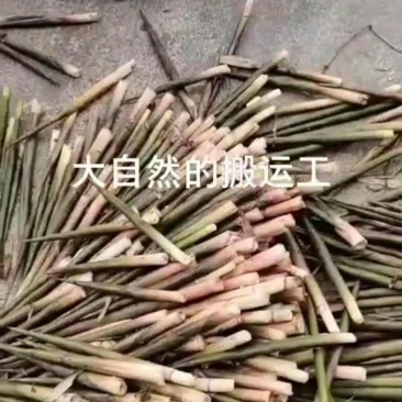 小山竹笋