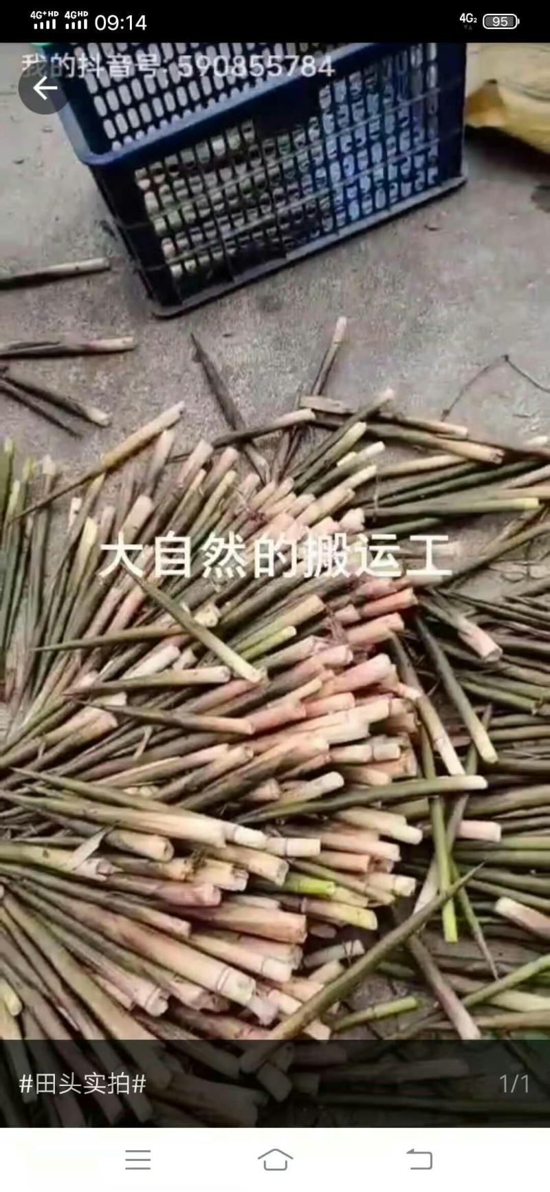 小山竹笋