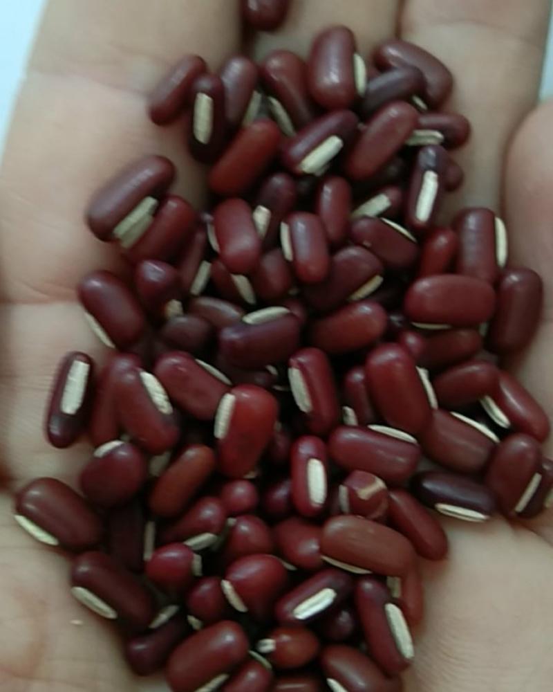 泰国赤小豆
