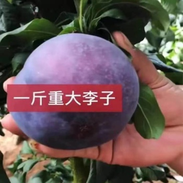 蜂糖李子树苗盆栽地栽西梅李子苗树苗北方南方种植三华李嫁接