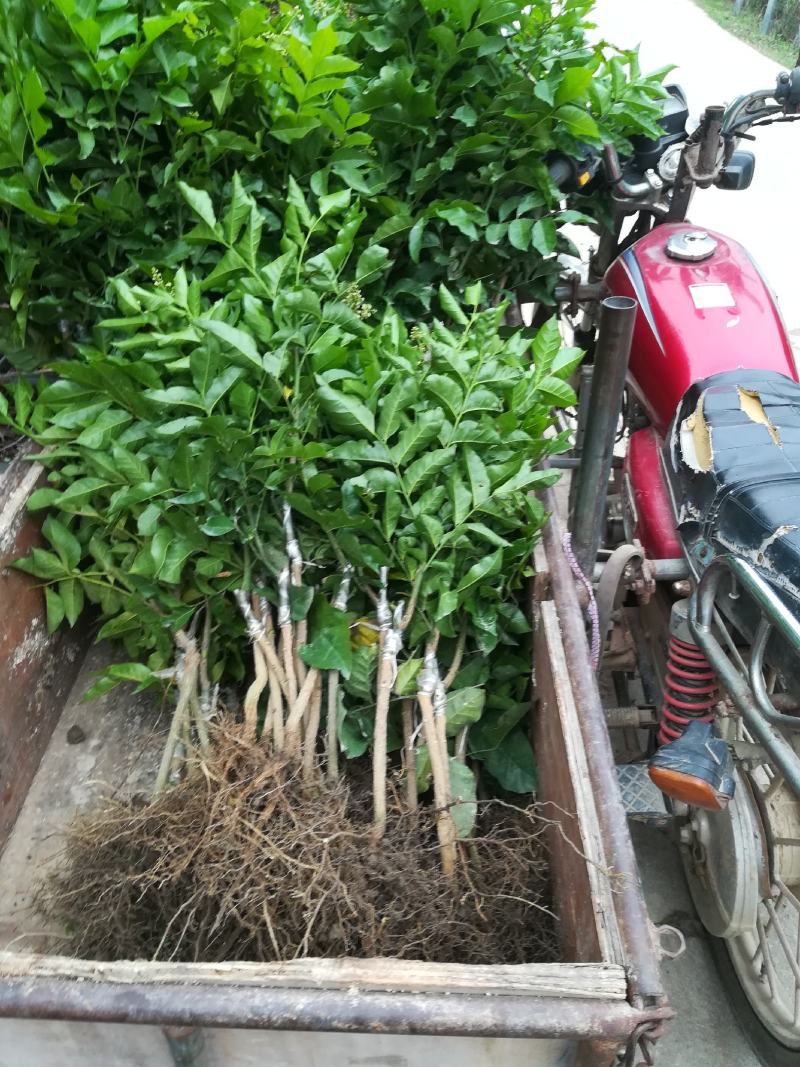 黄皮果苗