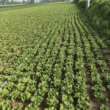 生菜大量上市，叶大梗小，无公害，新鲜上市，欢迎咨询