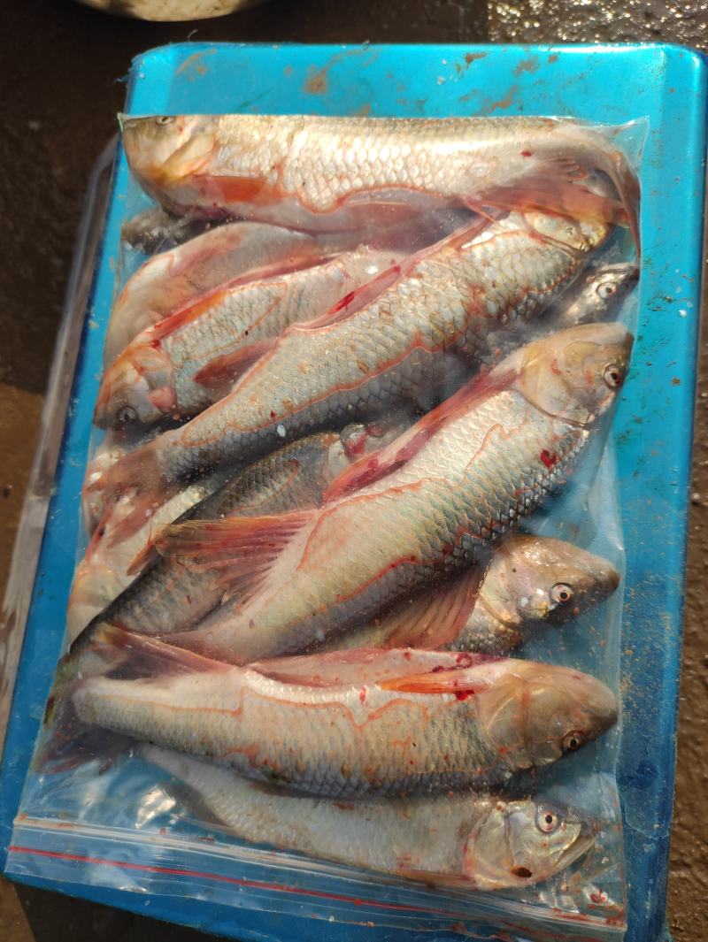 开肚鳑鲏，开肚鳑鲏，鳑鲏鲜货，活鳑鲏，冻货鳑鲏