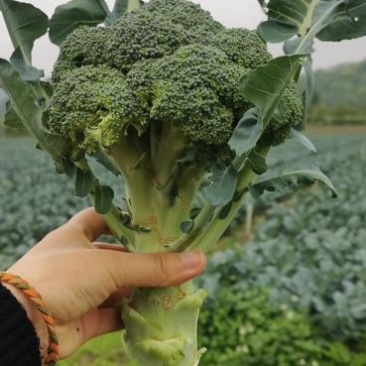 西兰花精品8两-1斤，每天供应5吨左右