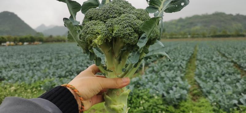 西兰花精品8两-1斤，每天供应5吨左右