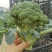 西兰花精品8两-1斤，每天供应5吨左右