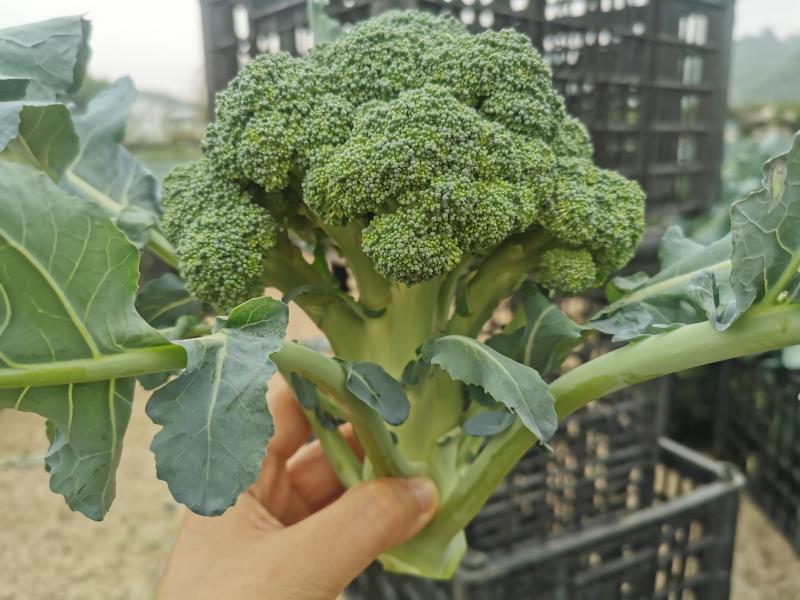 西兰花精品8两-1斤，每天供应5吨左右