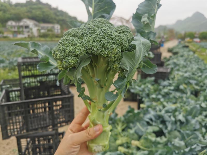 西兰花精品8两-1斤，每天供应5吨左右