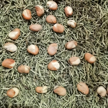 特酥蚕豆金银花味道