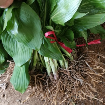 花叶玉簪金叶玉簪基地直发耐寒绿化可全国发货