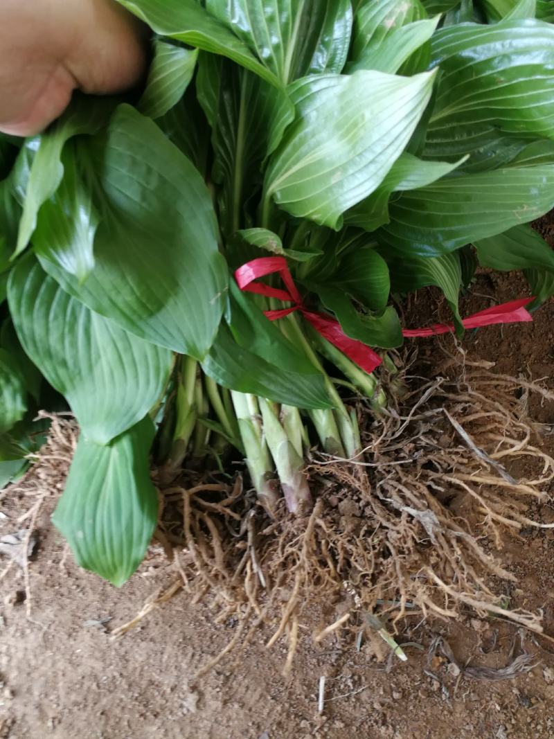 花叶玉簪金叶玉簪基地直发耐寒绿化可全国发货