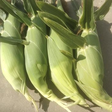 原产地广西横县甜玉米大量上市甜玉米太阳花系列