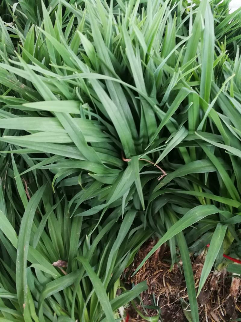 大花宣草宣草产地直供成活率高现挖现发，全国发货