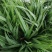 大花宣草宣草产地直供成活率高现挖现发，全国发货