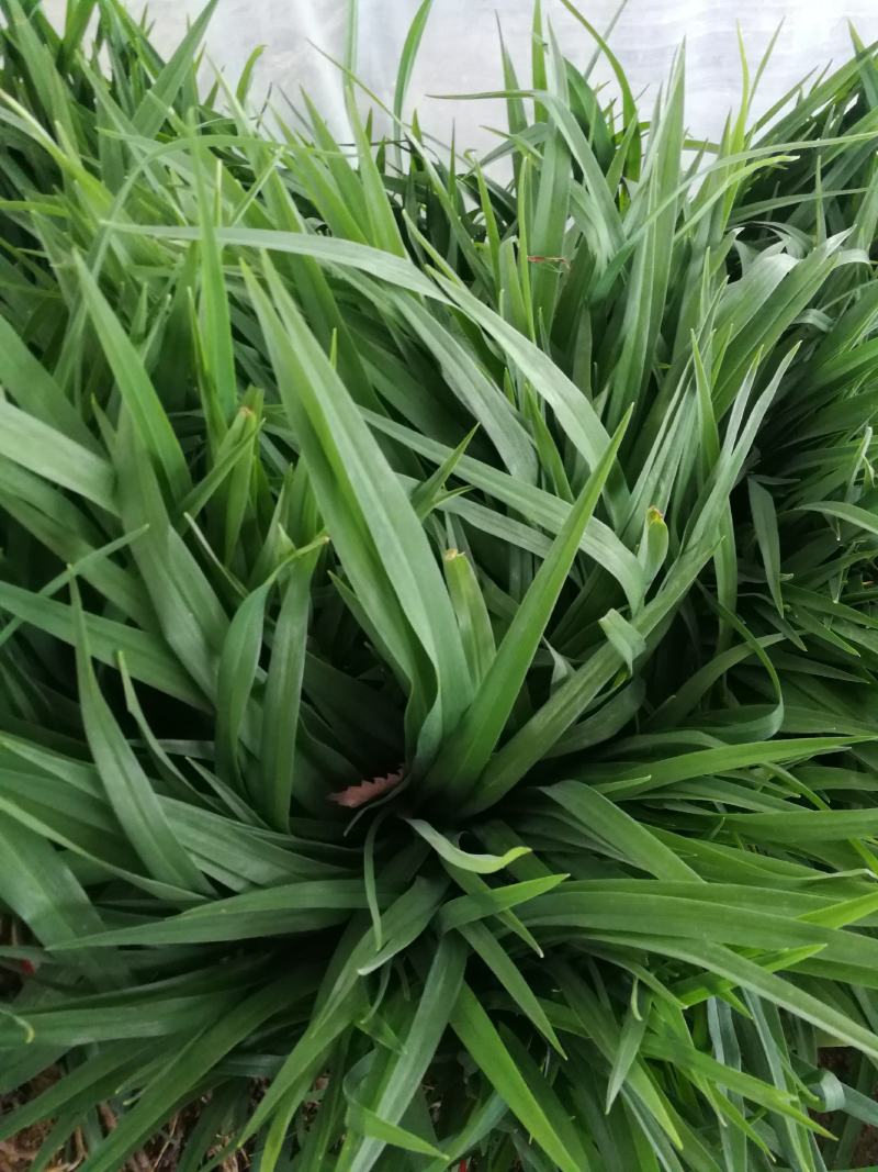 大花宣草宣草产地直供成活率高现挖现发，全国发货