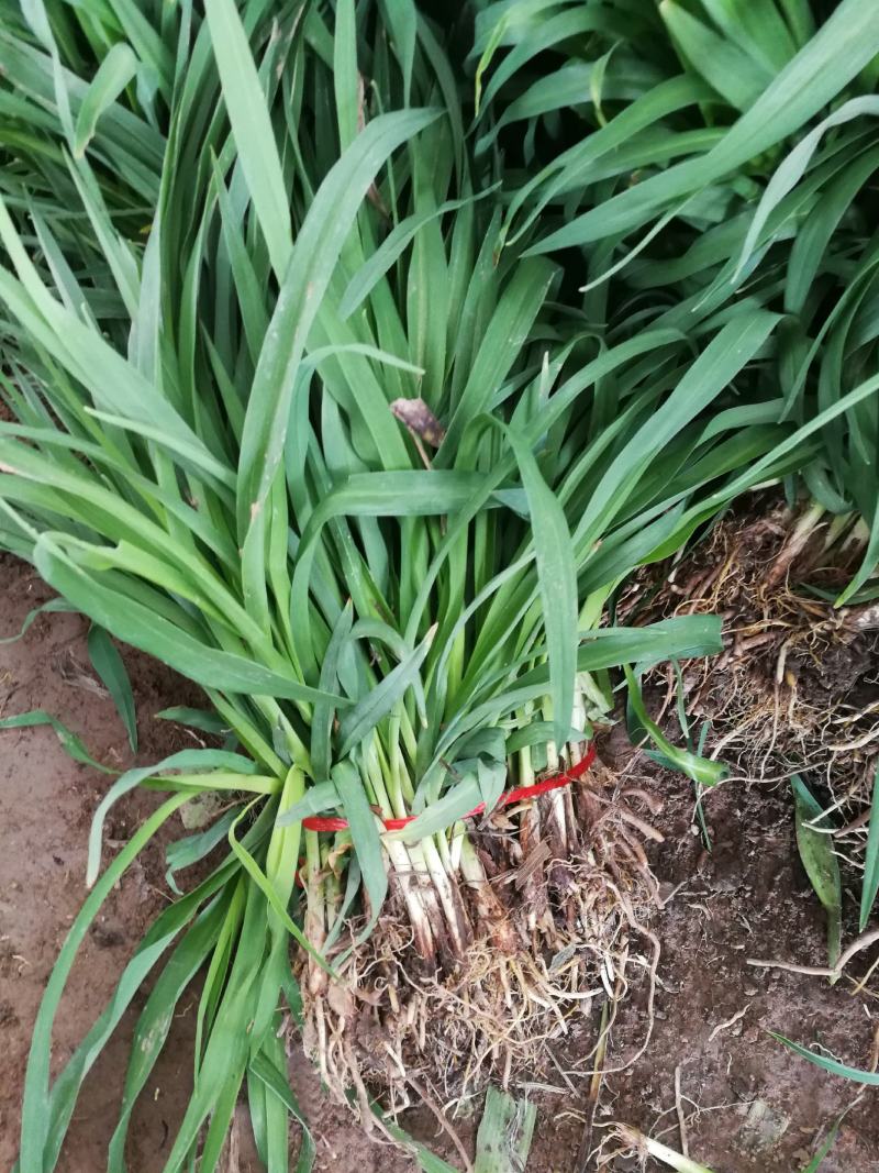 大花宣草宣草产地直供成活率高现挖现发，全国发货