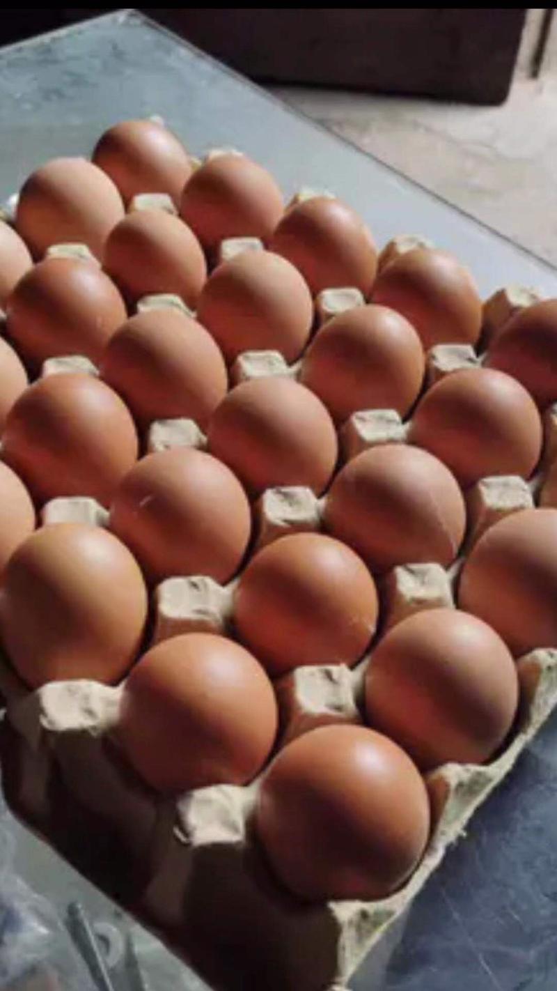 毛蛋半鸡半蛋照蛋活珠子孵化厂直批欢迎来厂参观