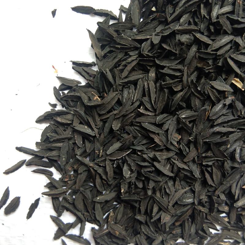 新产知母种子毛知母籽药材种子多年生可在线交易