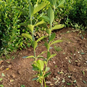 冬青出售冬青价格优冬青种植户