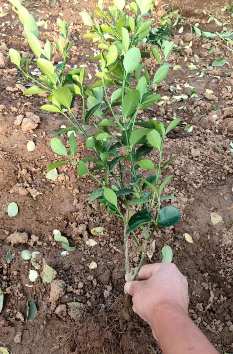 冬青出售冬青价格优冬青种植户