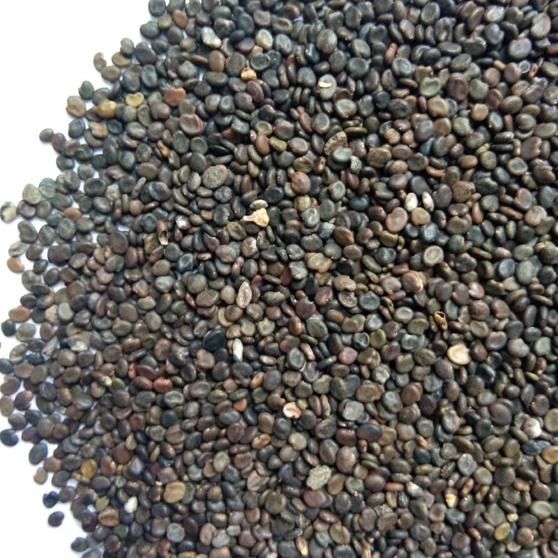 出售中药材黄芪种子黄芪籽铁芪籽一年生春播