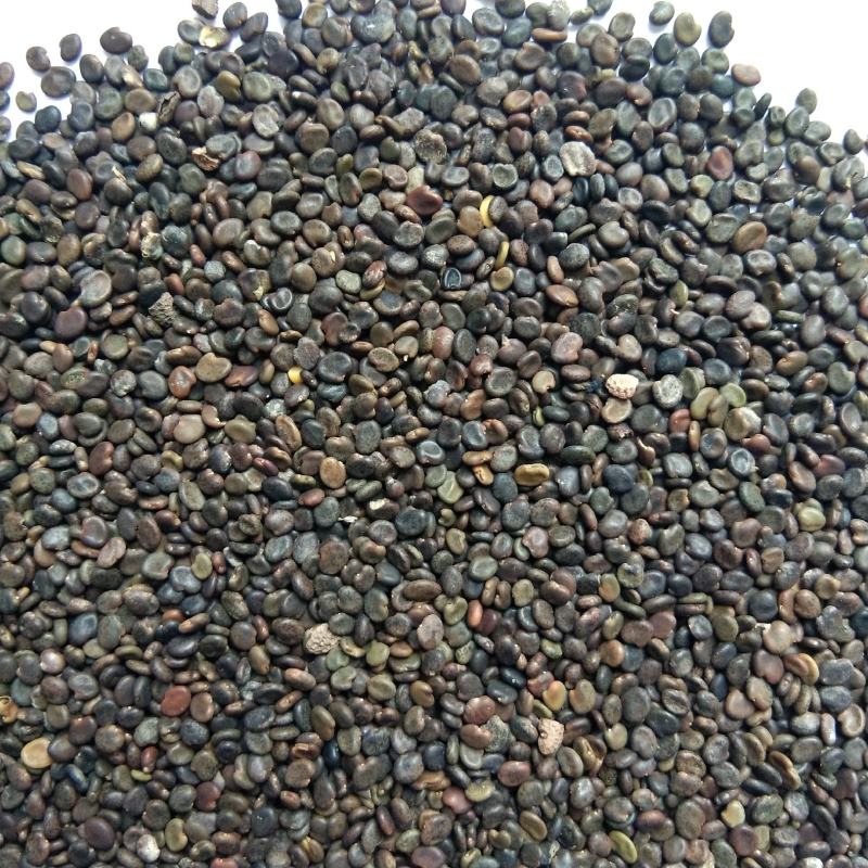 出售中药材黄芪种子黄芪籽铁芪籽一年生春播