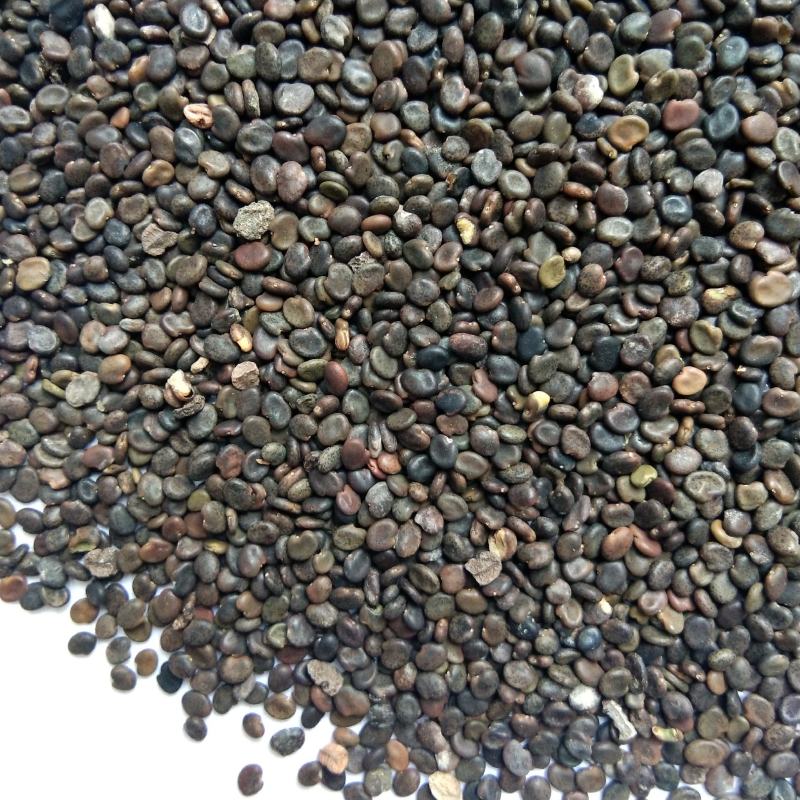 出售中药材黄芪种子黄芪籽铁芪籽一年生春播