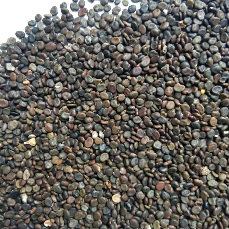 出售中药材黄芪种子黄芪籽铁芪籽一年生春播