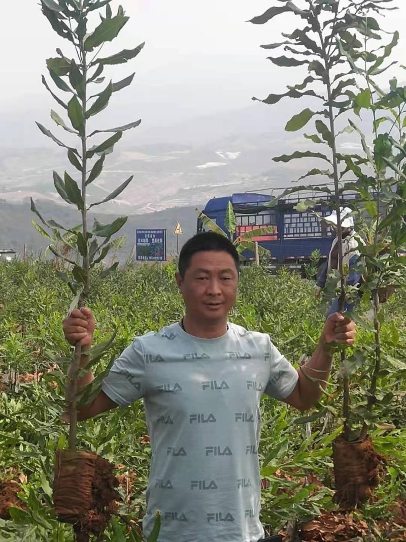 夏威夷果苗（澳洲坚果嫁接苗），出圃现场