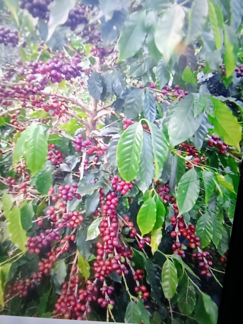 咖啡果皮茶