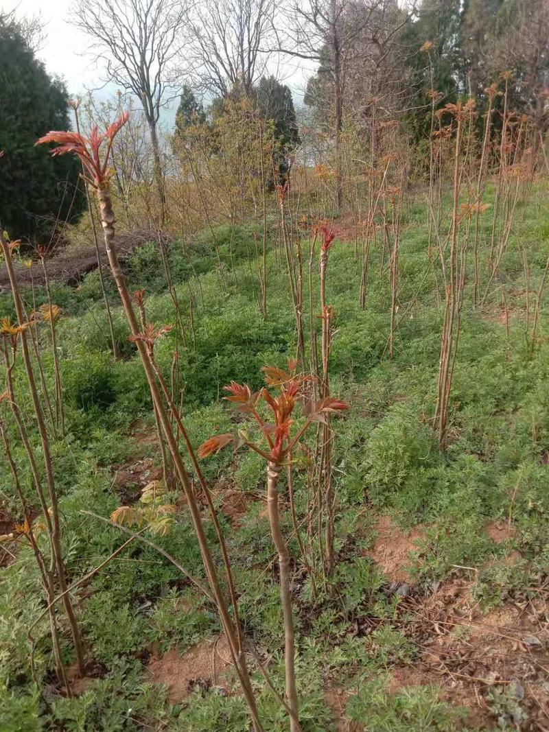 河南深呼吸小城优质香椿芽