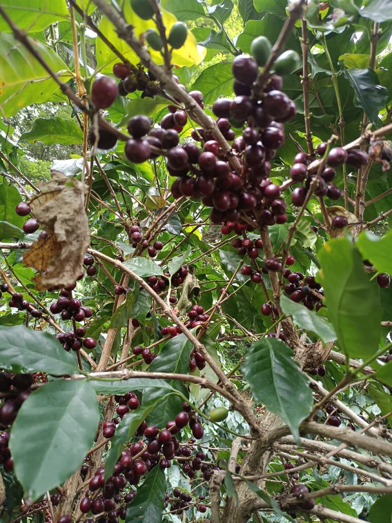咖啡果皮茶